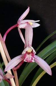 Cymbidium ensifolium