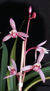 Cymbidium ensifolium