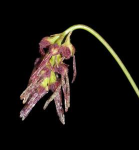 Bulbophyllum lemniscatoides