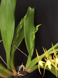 Brassia lanceana