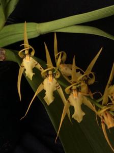 Brassia lanceana