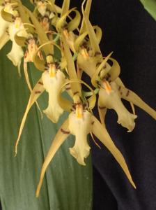 Brassia lanceana