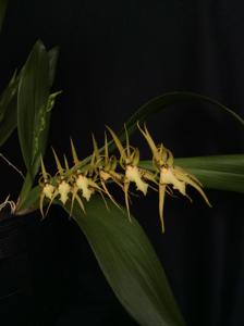 Brassia lanceana