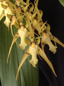 Brassia lanceana