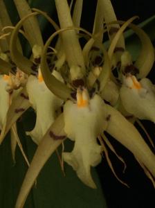 Brassia lanceana