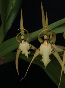 Brassia lanceana