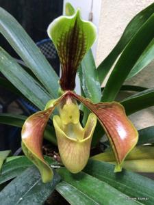 Paphiopedilum villosum