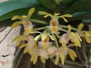 Gastrochilus obliquus