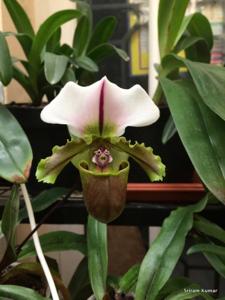 Paphiopedilum spicerianum