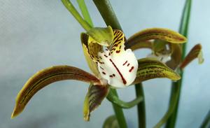 Cymbidium erythraeum