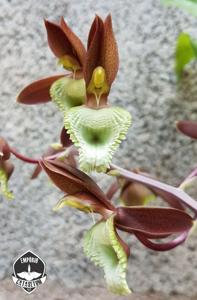 Catasetum juruenense