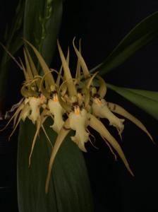 Brassia lanceana