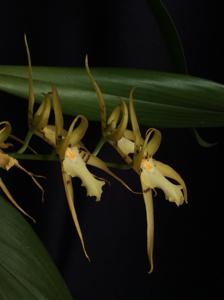 Brassia lanceana