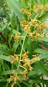 Dendrobium discolor