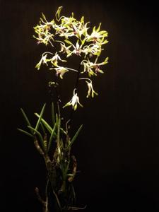 Dendrobium canaliculatum