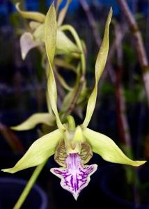 Dendrobium bicaudatum