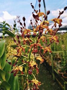 Dendrobium aries