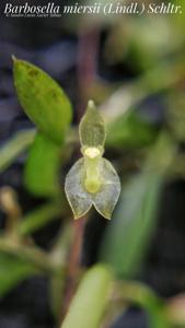 Barbosella miersii