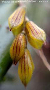 Acianthera klotzschiana