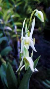 Dendrobium taurulinum