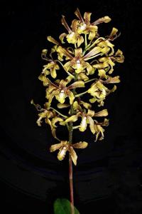 Dendrobium sylvanum