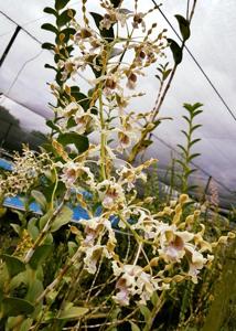 Dendrobium mussauense