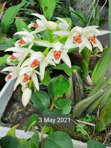 Coelogyne asperata