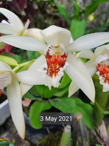 Coelogyne asperata