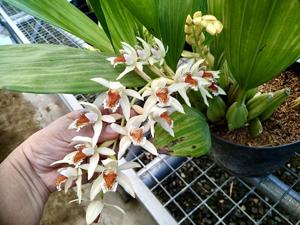 Coelogyne asperata