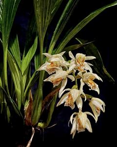 Coelogyne asperata