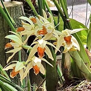 Coelogyne asperata