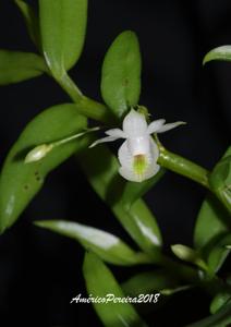 Dendrobium trinervium