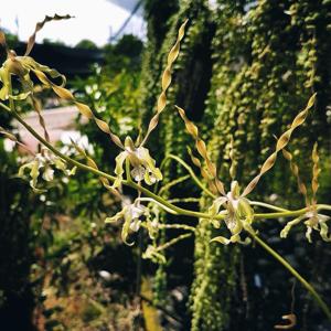 Dendrobium laxiflorum