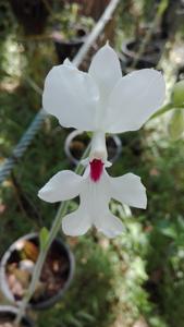 Calanthe vestita