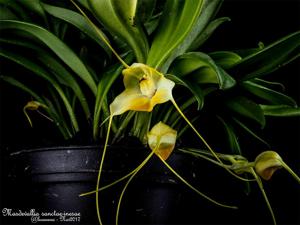 Masdevallia sanctae-inesae