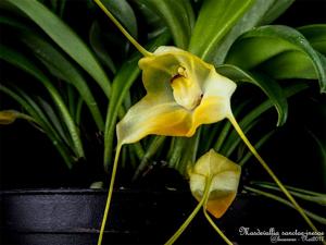 Masdevallia sanctae-inesae