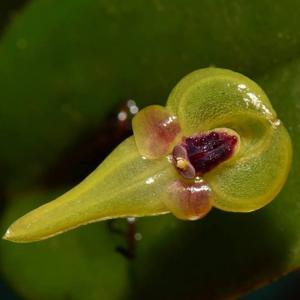 Pleurothallis scurrula