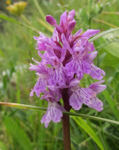 Dactylorhiza fuchsii