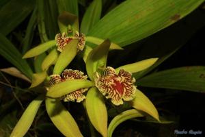 Coelogyne fonstenebrarum