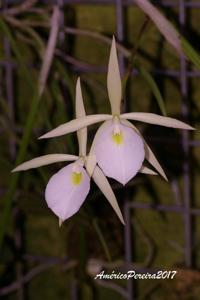 Brassavola tuberculata