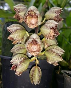 Catasetum denticulatum