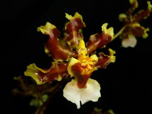 Oncidium maduroi