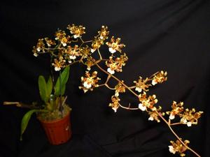 Oncidium maduroi