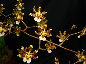 Oncidium maduroi