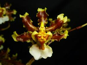 Oncidium maduroi