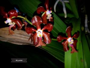 Vanda liouvillei