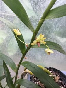 Dendrobium salaccense