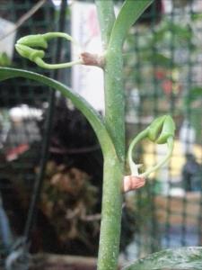 Dendrobium salaccense