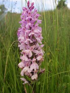 Dactylorhiza fuchsii