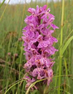 Dactylorhiza fuchsii